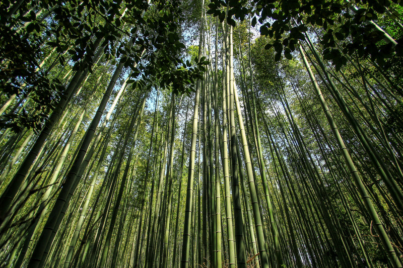 Tall bamboo stalks reaching upward through a dense bamboo forest canopy with sunlight filtering through the leaves